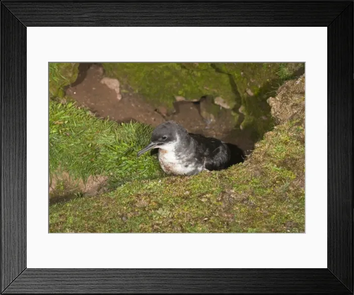 Framed Print : Manx Shearwater - outside nest burrow - Skomer - Wales - UK Framed Print : Manx Shearwater - outside nest burrow - Skomer - Wales - UK