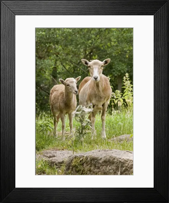 Framed Print : Mouflon Sheep - adult & juvenile Framed Print : Mouflon Sheep - adult & juvenile
