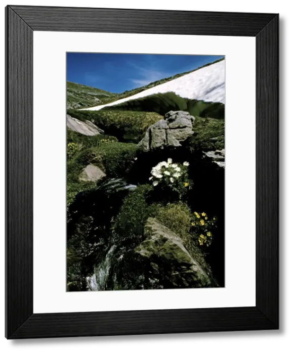 Framed Print : Receding ice drift and Anemone buttercups - this plant develops under the snow and is therefore one of the first to flower while the snow is melting, Kosciuszko National Park, New South Wales, Australia JPF09495 Framed Print : Receding ice drift and Anemone buttercups - this plant develops under the snow and is therefore one of the first to flower while the snow is melting, Kosciuszko National Park, New South Wales, Australia JPF09495