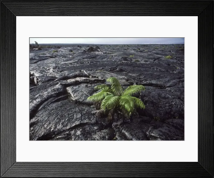 Framed Print : USA - Hawaii - Big Island - Hawaii Volcanoes National Park - Vegetation returns on a recent lava flow of the Kilauea Volcano Framed Print : USA - Hawaii - Big Island - Hawaii Volcanoes National Park - Vegetation returns on a recent lava flow of the Kilauea Volcano
