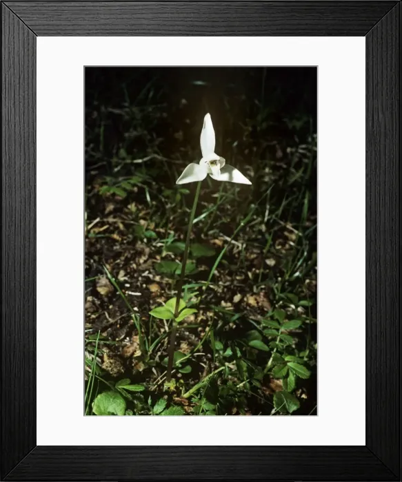 Framed Print : White dog Orchid / Fuegian Orchid Magellanis Forest, Agentina Framed Print : White dog Orchid / Fuegian Orchid Magellanis Forest, Agentina