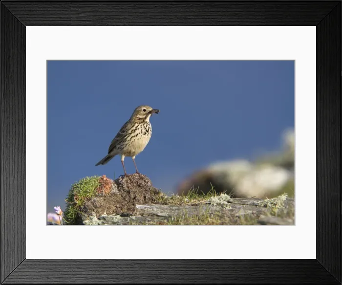 Framed Print : Meadow Pipit - with insect - Cornwall - UK Framed Print : Meadow Pipit - with insect - Cornwall - UK