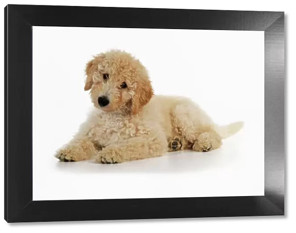 DOG. Goldendoodle puppy laying down