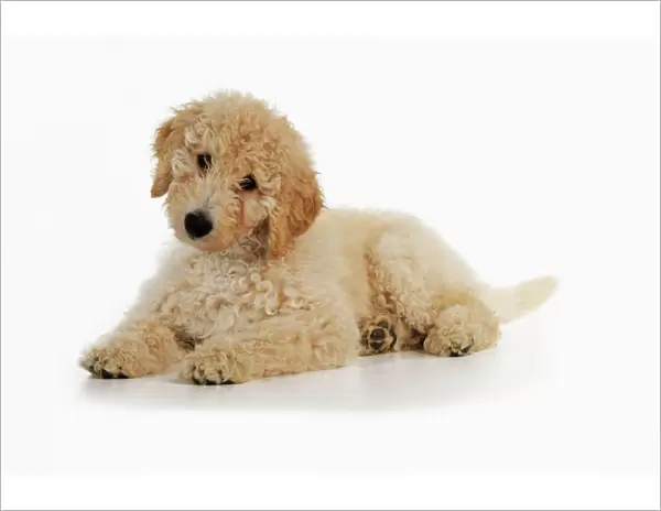DOG. Goldendoodle puppy laying down