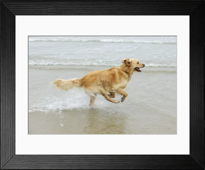 Framed Print : DOG. Golden retriever running in surf Framed Print : DOG. Golden retriever running in surf