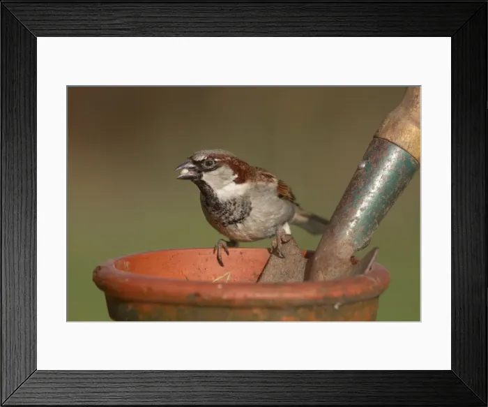 Framed Print : House Sparrow - male on garden plant pot Framed Print : House Sparrow - male on garden plant pot