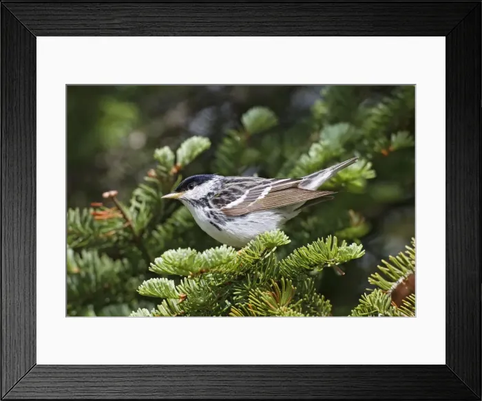 Framed Print : Blackpoll Warbler. Male on territory in spring. June in northern Maine, USA Framed Print : Blackpoll Warbler. Male on territory in spring. June in northern Maine, USA
