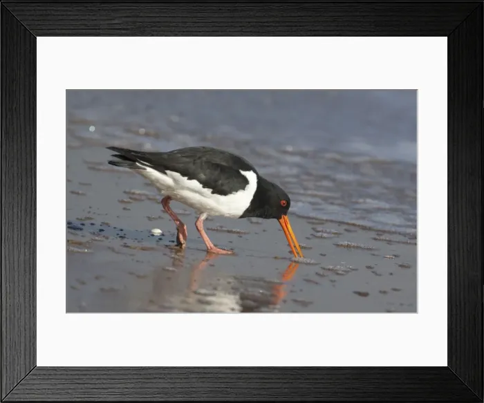 Framed Print : South Island Pied Oystercatcher - feeding - near Thames - North Island, New Zealand Framed Print : South Island Pied Oystercatcher - feeding - near Thames - North Island, New Zealand