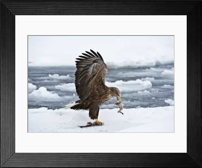 Framed Print : White-tailed Sea Eagle - on sea ice with fish in bill - wings raised - Hokkaido Island - Japan Framed Print : White-tailed Sea Eagle - on sea ice with fish in bill - wings raised - Hokkaido Island - Japan