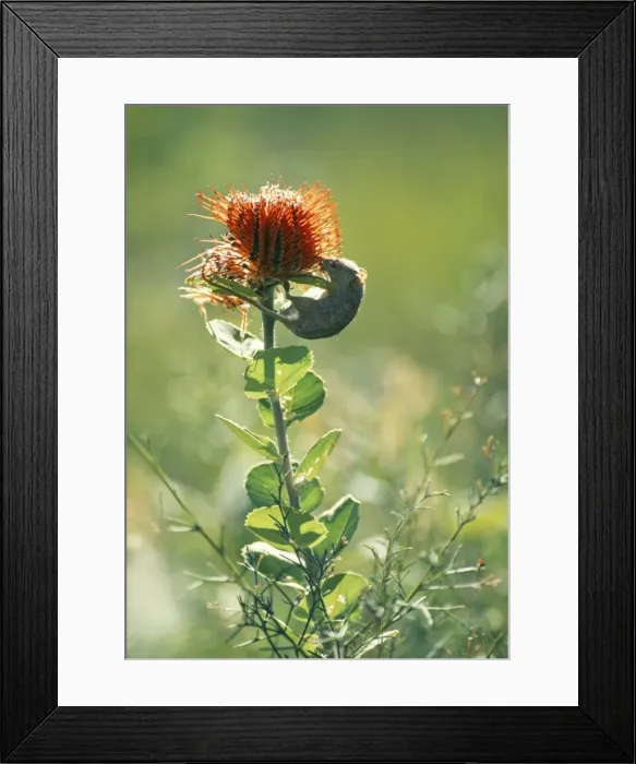 Framed Print : Honey Possum JPF 3553 On Banksia gollinea. South Western Australia. Tarsipes spenserea © Jean-Paul Ferrero  /  ARDEA LONDON