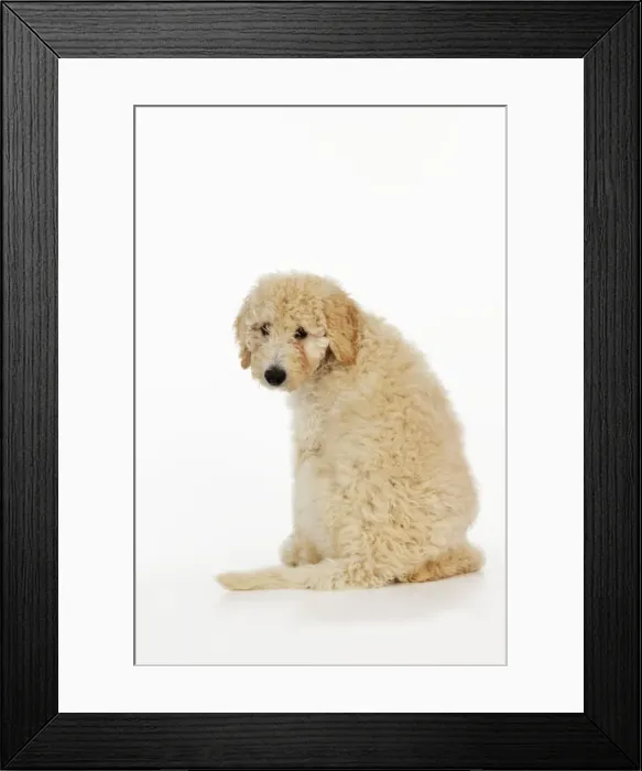 Framed Print : DOG. Goldendoodle puppy sitting with back to camera