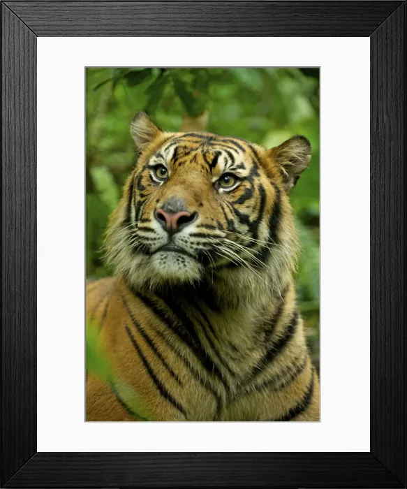 Framed Print : Sumatran Tiger - close-up face - Indonesia Taman safari Framed Print : Sumatran Tiger - close-up face - Indonesia Taman safari