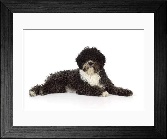 Framed Print : DOG. Spanish Water Dog Framed Print : DOG. Spanish Water Dog