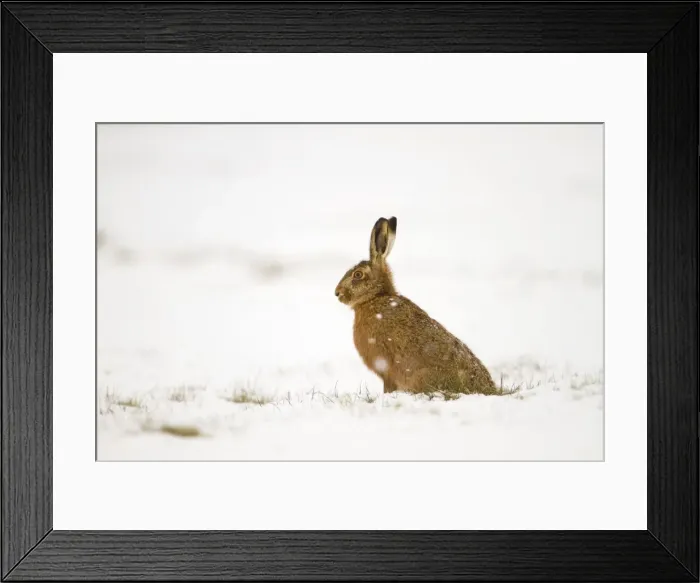 Framed Print : Brown Hare - in snow - Lincolnshire - UK Framed Print : Brown Hare - in snow - Lincolnshire - UK