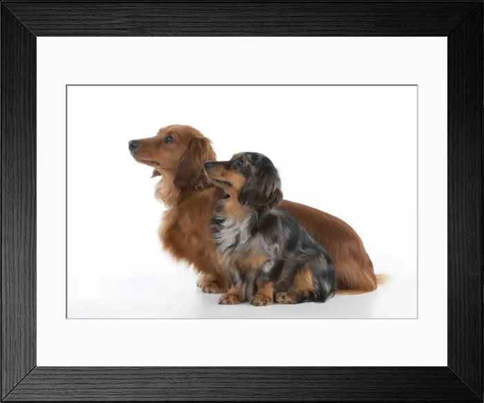 Framed Print : Dog - Miniature Long Haired Dachshunds - sitting down together Framed Print : Dog - Miniature Long Haired Dachshunds - sitting down together