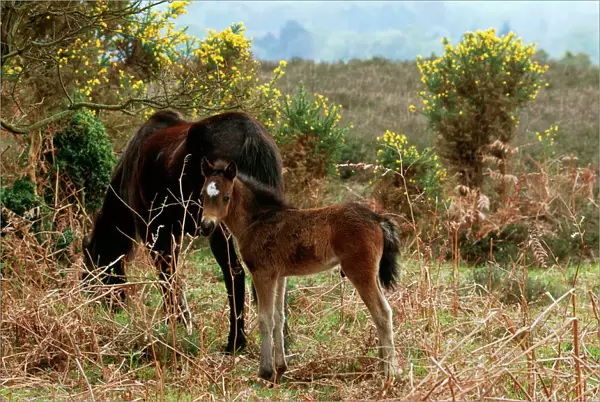 Horse - New Forest Pony & Foal, Hampshire, UK