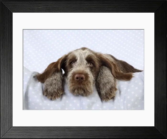 Framed Print : DOG. Spinone puppy laying on blanket Framed Print : DOG. Spinone puppy laying on blanket