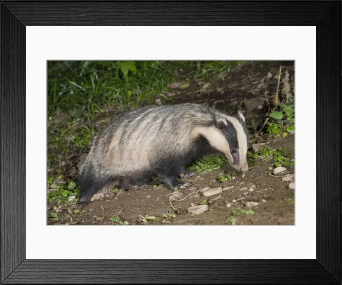 Framed Print : Badger - Cornwall - UK Framed Print : Badger - Cornwall - UK