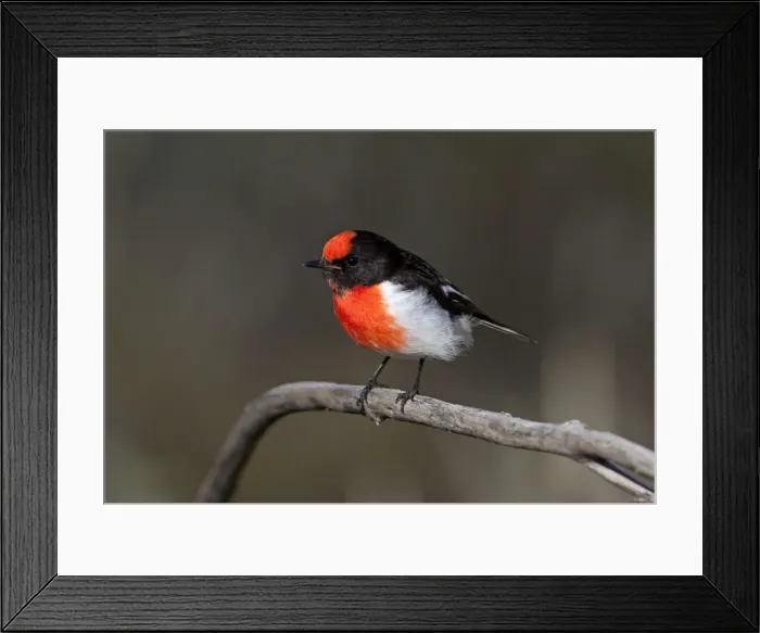 Framed Print : Red-capped Robin - near Mt Liebig - Northern Territory - Australia Framed Print : Red-capped Robin - near Mt Liebig - Northern Territory - Australia