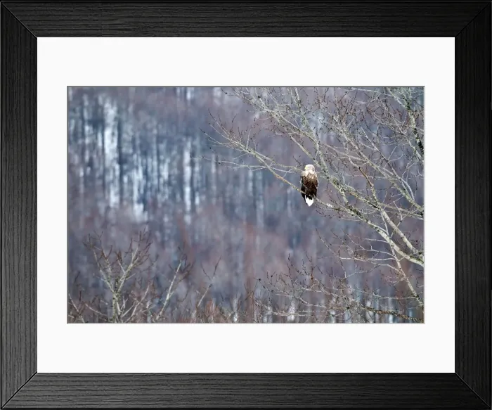 Framed Print : White-tailed Sea Eagle - perched in tree - Hokkaido Island - Japan Framed Print : White-tailed Sea Eagle - perched in tree - Hokkaido Island - Japan