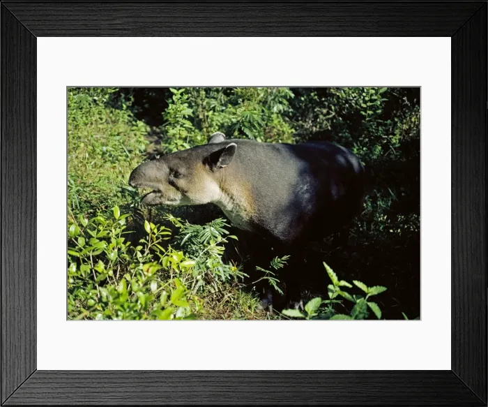 Framed Print : Baird's Tapir - side view eating Framed Print : Baird's Tapir - side view eating
