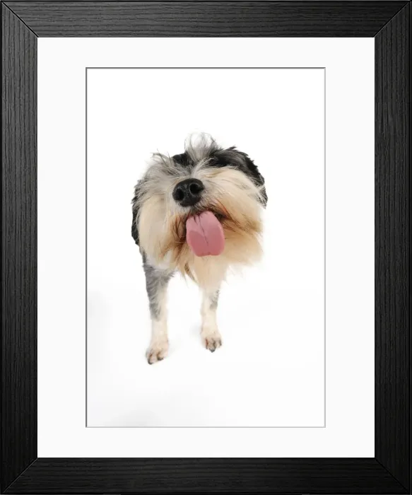 Framed Print : DOG. Miniature schnauzer licking the screen