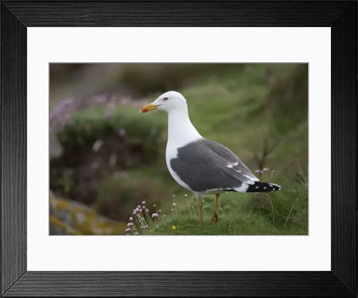 Framed Print : Lesser Black Backed Gull - amongst thrift Framed Print : Lesser Black Backed Gull - amongst thrift