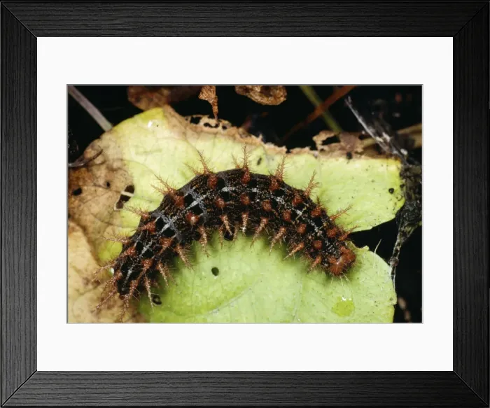 Framed Print : High Brown Fritillary Butterfly - Butterfly Larva Framed Print : High Brown Fritillary Butterfly - Butterfly Larva