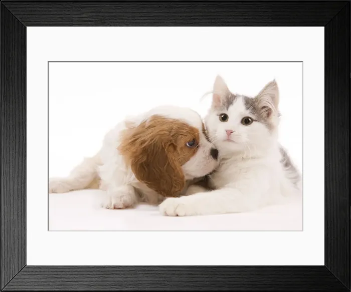 Framed Print : Dog - Cavalier King Charles Spaniel puppy in studio with kitten Framed Print : Dog - Cavalier King Charles Spaniel puppy in studio with kitten