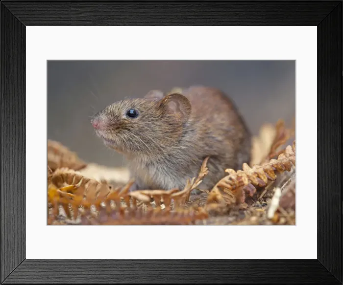 Framed Print : Bank Vole - Cornwall - UK Framed Print : Bank Vole - Cornwall - UK