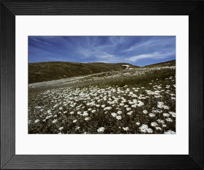 Framed Print : Silver Snow Daisies - Kosciuszko National Park, New South Wales, Australia JPF09487 Framed Print : Silver Snow Daisies - Kosciuszko National Park, New South Wales, Australia JPF09487