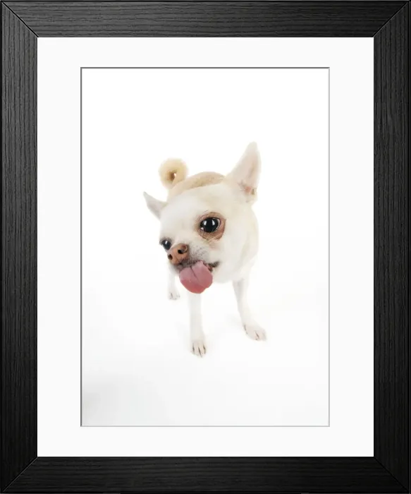 Framed Print : DOG. Chihuahua licking the screen Framed Print : DOG. Chihuahua licking the screen