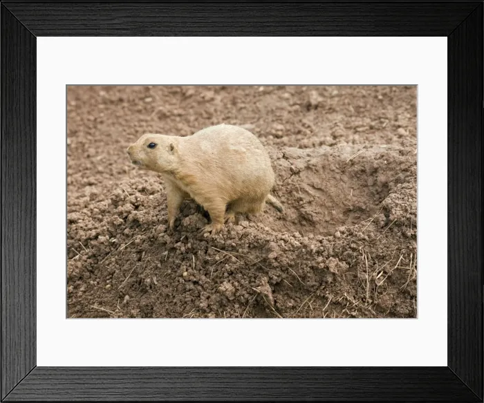 Framed Print : Black Tailed Prairie Marmot - at entrance to burrow Framed Print : Black Tailed Prairie Marmot - at entrance to burrow