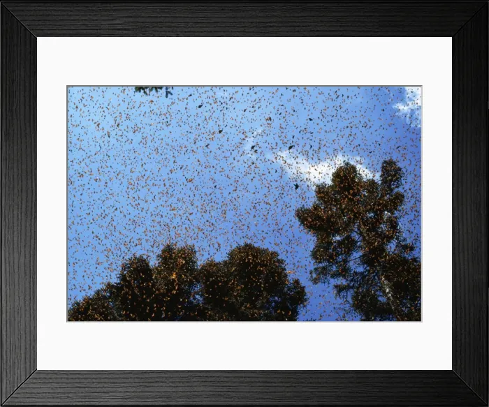Framed Print : Wanderer / Monarch / Milkweed Butterfly - wintering - Mexico Framed Print : Wanderer / Monarch / Milkweed Butterfly - wintering - Mexico