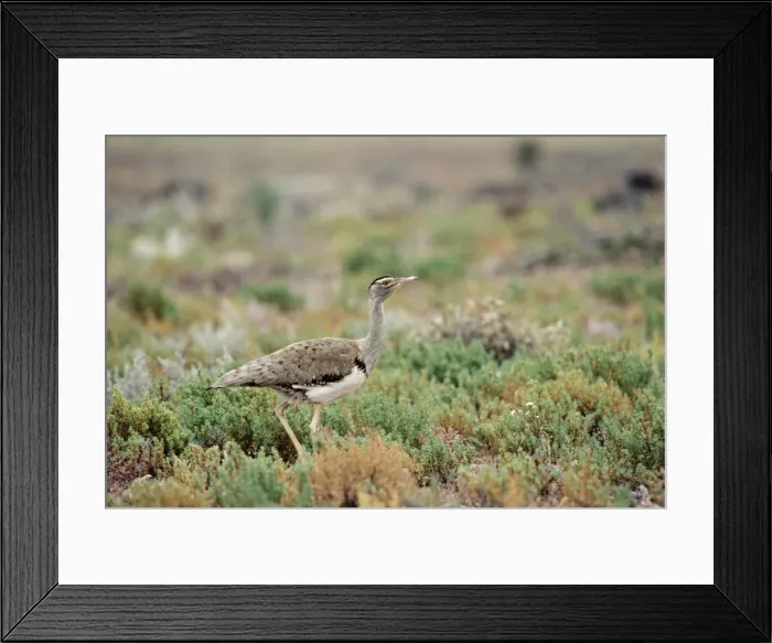 Framed Print : Australian Bustard Framed Print : Australian Bustard
