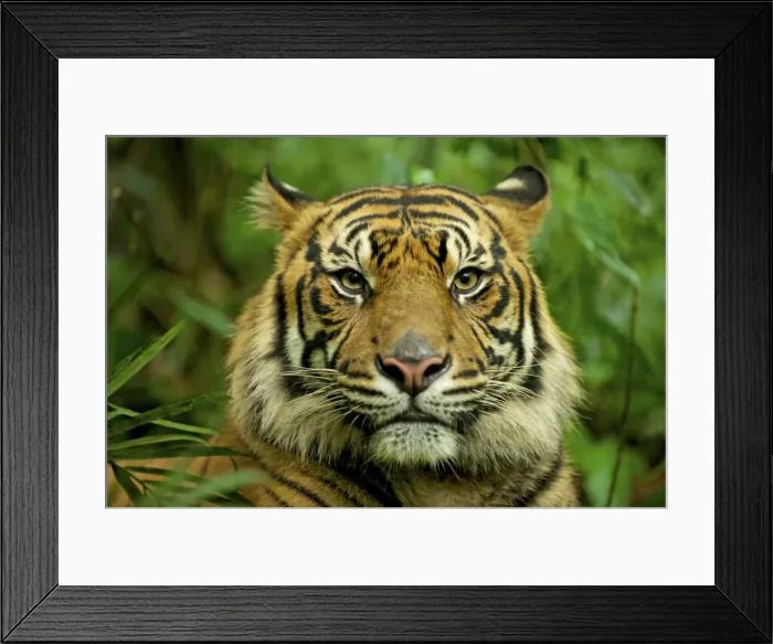 Framed Print : Sumatran Tiger - close-up face - Indonesia Taman safari Framed Print : Sumatran Tiger - close-up face - Indonesia Taman safari
