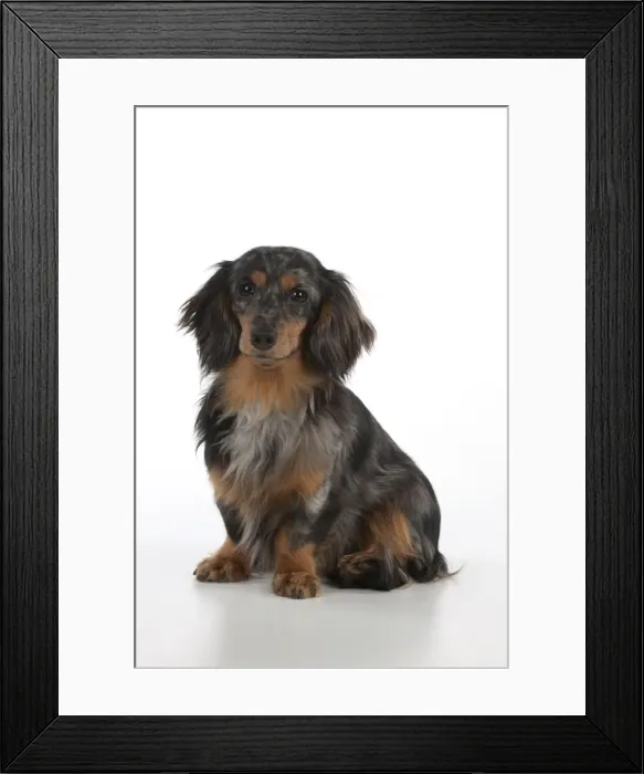 Framed Print : Dog - Miniature Long Haired Dachshund - sitting down