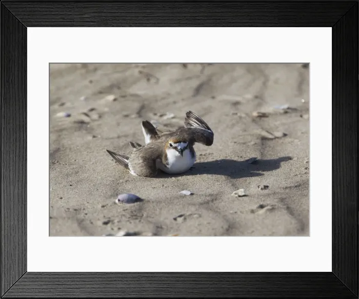 Framed Print : Red-capped Plover - Injury feigning display as nest was nearby. On Vrilya Beach far north Cape York, Queensland, Australia Framed Print : Red-capped Plover - Injury feigning display as nest was nearby. On Vrilya Beach far north Cape York, Queensland, Australia