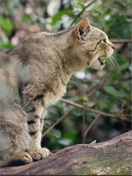 Scottish Wildcat - snarling
