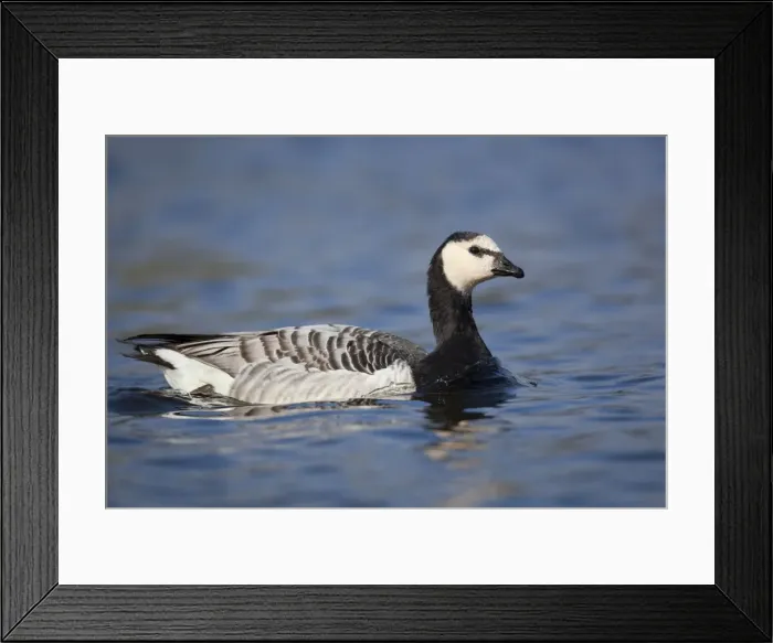 Framed Print : Barnacle Goose - Par - Cornwall - UK Framed Print : Barnacle Goose - Par - Cornwall - UK