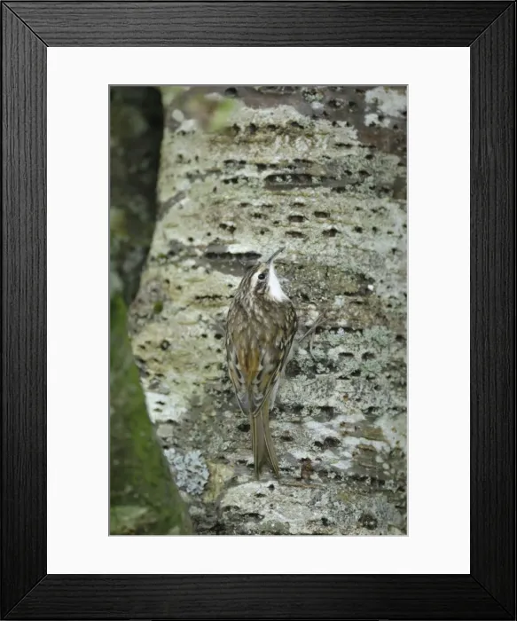 Framed Print : Treecreeper - on tree trunk Framed Print : Treecreeper - on tree trunk