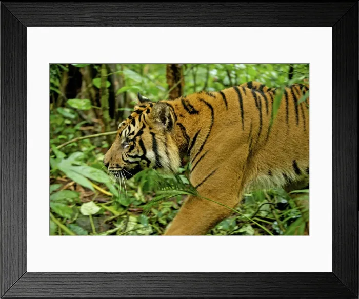 Framed Print : Sumatran Tiger - walking in rainforest - Indonesia Taman safari Framed Print : Sumatran Tiger - walking in rainforest - Indonesia Taman safari