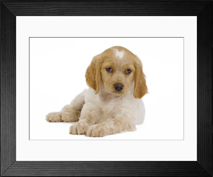 Framed Print : Dog - Brittany / Epagneul Breton puppy in studio Framed Print : Dog - Brittany / Epagneul Breton puppy in studio
