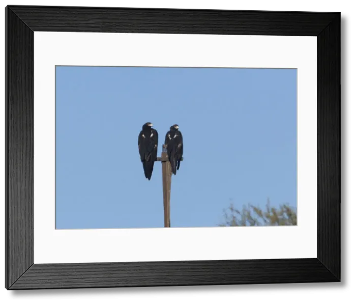 Framed Print : Wedge-tailed Eagle - A female and male near Apatula Aboriginal Community, Finke, Northern Territory, Australia Framed Print : Wedge-tailed Eagle - A female and male near Apatula Aboriginal Community, Finke, Northern Territory, Australia