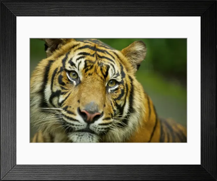 Framed Print : Sumatran Tiger - close-up face - Indonesia Taman safari Framed Print : Sumatran Tiger - close-up face - Indonesia Taman safari