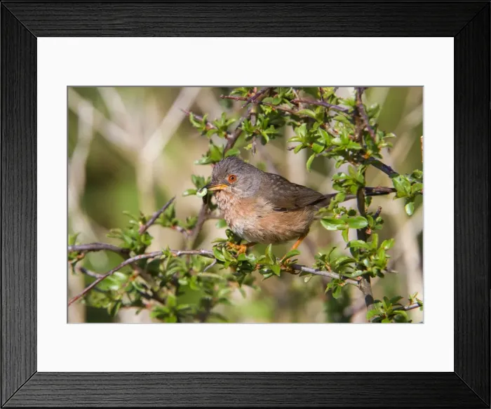 Framed Print : Dartford Warbler - female - with insects - Cornwall - UK Framed Print : Dartford Warbler - female - with insects - Cornwall - UK