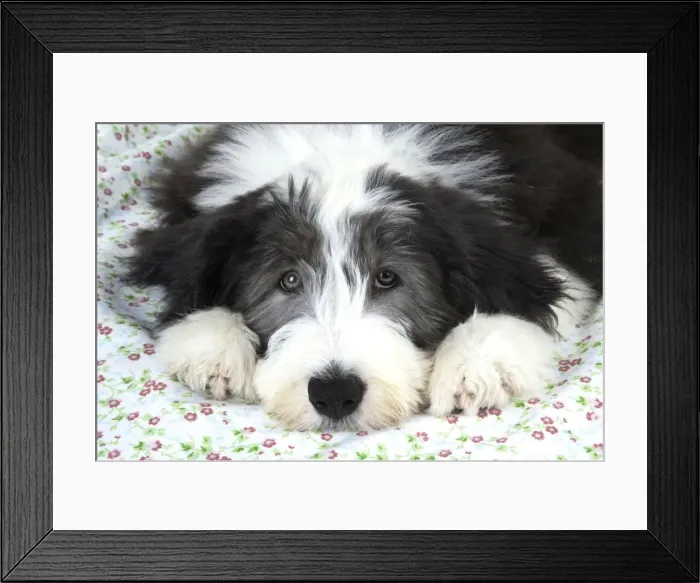 Framed Print : Dog. Bearded Collie puppy Framed Print : Dog. Bearded Collie puppy