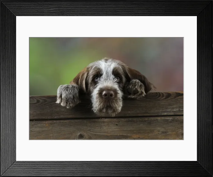Framed Print : DOG. Spinone puppy looking over fence Framed Print : DOG. Spinone puppy looking over fence