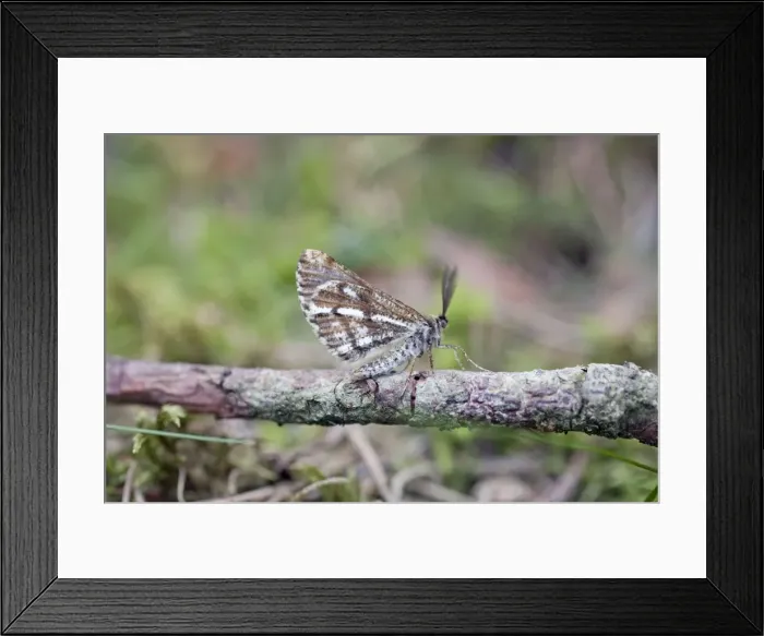 Framed Print : Bordered White Moth - male - Cornwall - UK Framed Print : Bordered White Moth - male - Cornwall - UK