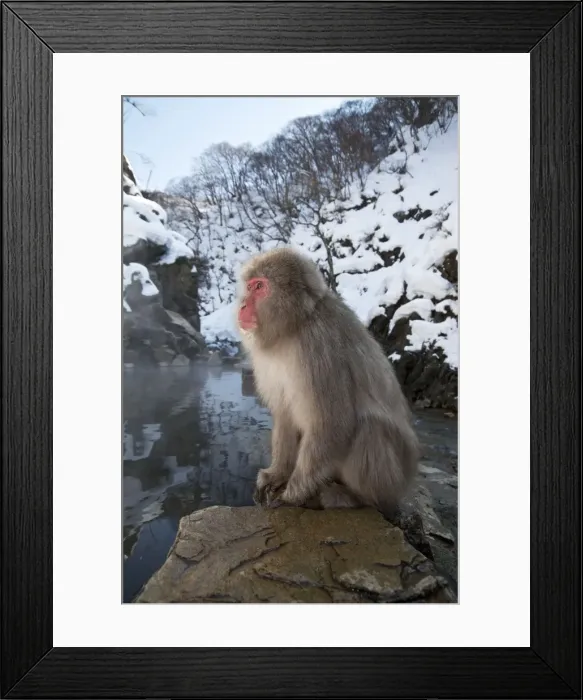 Framed Print : Japanese Macaque - sitting on rock at edge of pool - snowy landscape behind - Jigokudani Park - Japan Framed Print : Japanese Macaque - sitting on rock at edge of pool - snowy landscape behind - Jigokudani Park - Japan